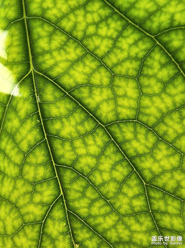 《每周星鮮事》 第115期:三星Galaxy折疊屏系列 新品發(fā)布會