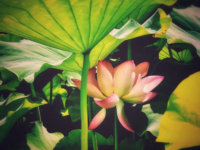 《每周星鮮事》 第115期:三星Galaxy折疊屏系列 新品發(fā)布會