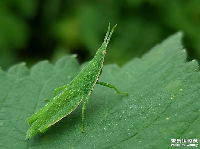 《每周星鮮事》 第115期:三星Galaxy折疊屏系列 新品發(fā)布會