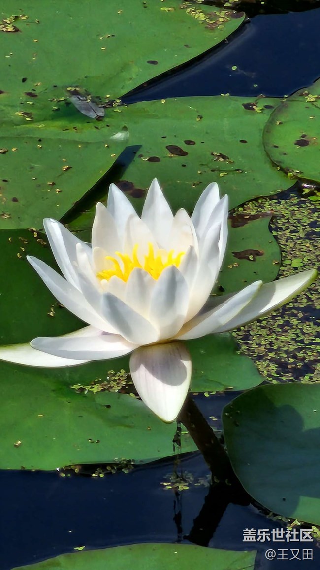 《每周星鮮事》 第115期:三星Galaxy折疊屏系列 新品發(fā)布會