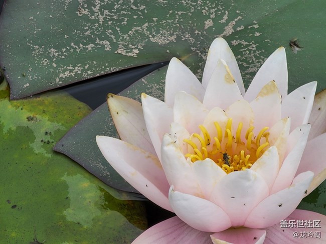 《每周星鮮事》 第115期:三星Galaxy折疊屏系列 新品發(fā)布會