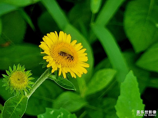 《每周星鮮事》 第115期:三星Galaxy折疊屏系列 新品發(fā)布會