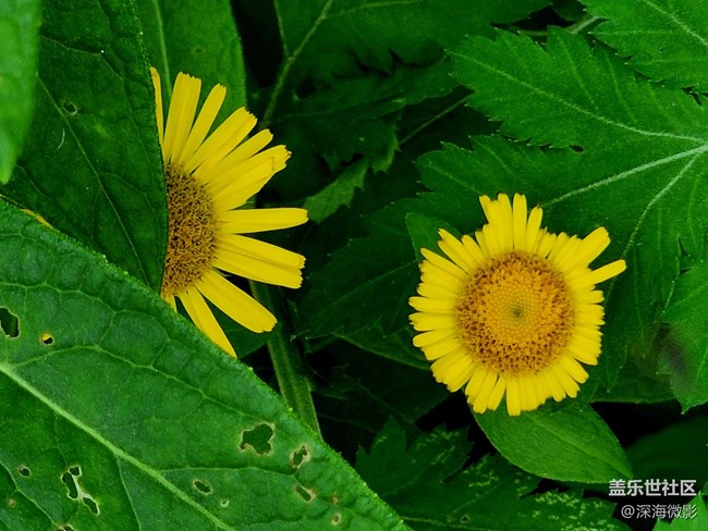 《每周星鮮事》 第115期:三星Galaxy折疊屏系列 新品發(fā)布會