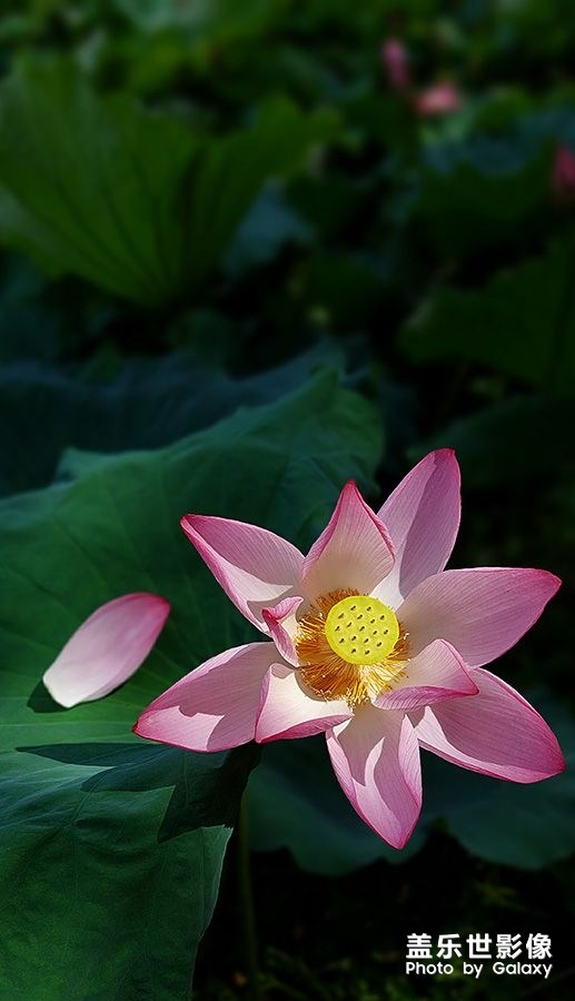 《每周星鮮事》 第115期:三星Galaxy折疊屏系列 新品發(fā)布會