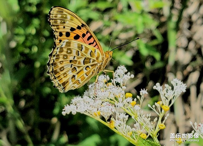 《每周星鮮事》 第115期:三星Galaxy折疊屏系列 新品發(fā)布會