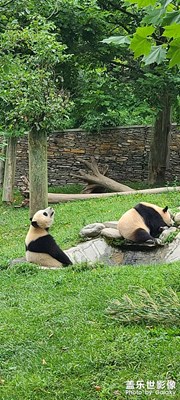 【與美好相逢】國(guó)寶熊貓，憨態(tài)可掬！