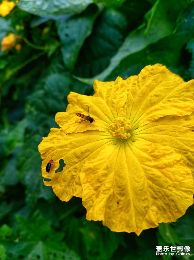 《每周星鮮事》 第115期:三星Galaxy折疊屏系列 新品發(fā)布會