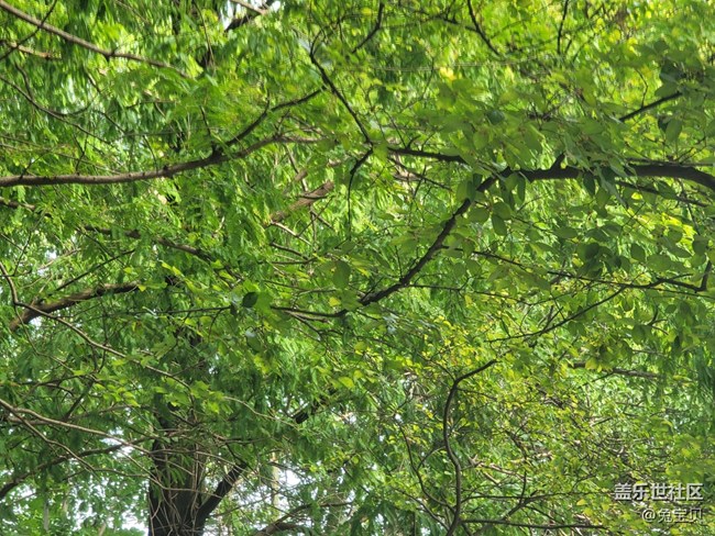 【秋高氣爽】+樹