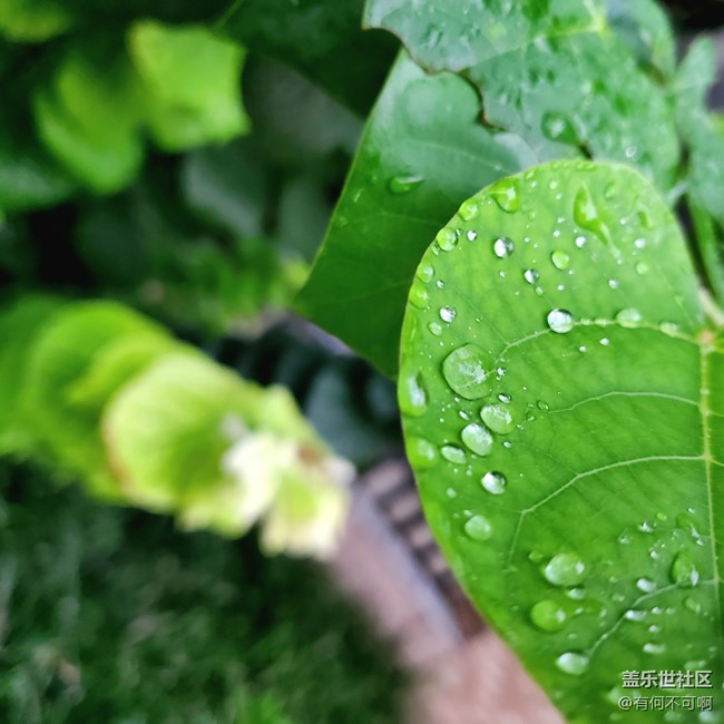 【秋高氣爽】秋葉