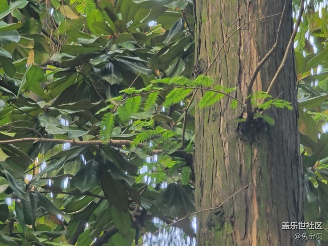 【秋高氣爽】+樹