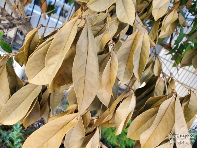 【秋高氣爽】秋葉