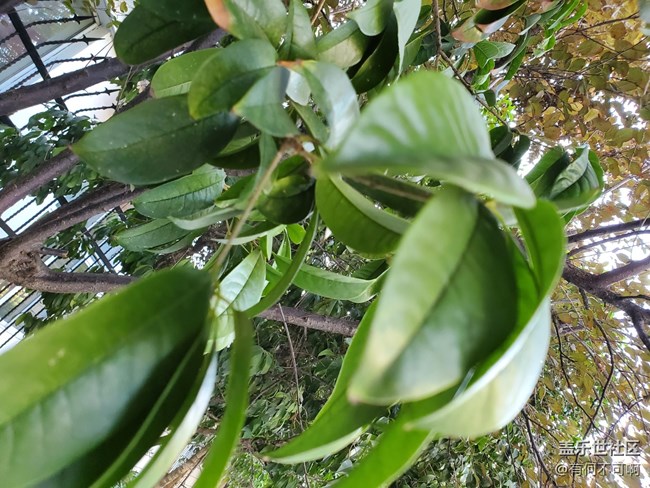 【秋高氣爽】秋葉