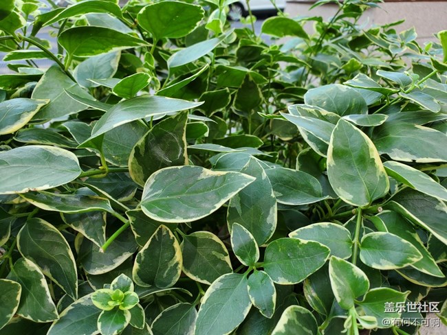 【秋高氣爽】秋葉