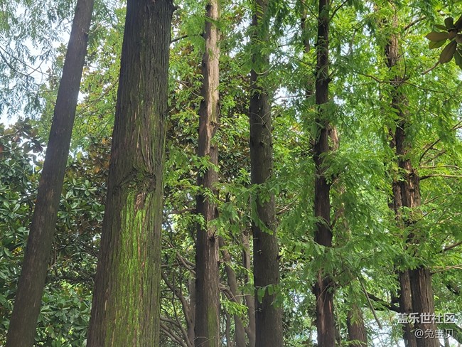 【秋高氣爽】+樹