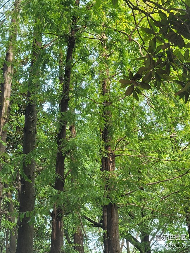 【秋高氣爽】+樹