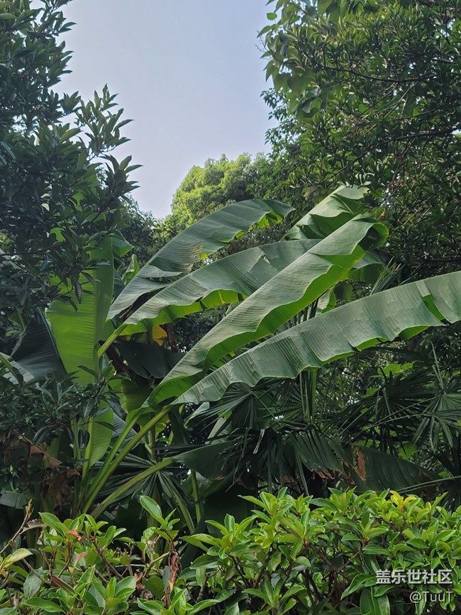 【秋高氣爽】+芭蕉葉