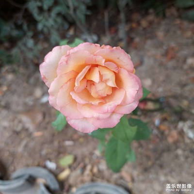 同一只花朵