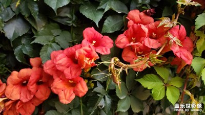 凌霄花開