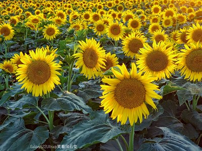 Galaxy S22Ultra  花海向晚（一）