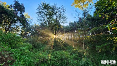 深林戶外的陽(yáng)光