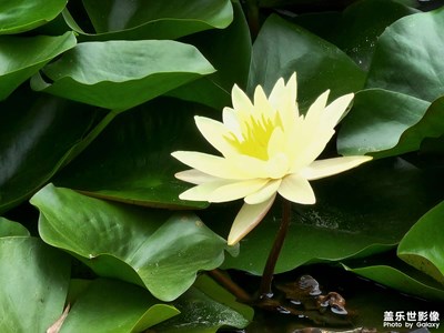 隨拍荷花