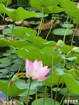 蓮，花中君子