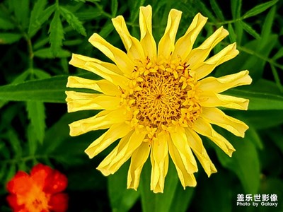 【早秋】+那些花兒