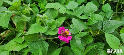 綠葉紅花