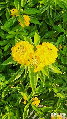 黃花馬纓丹