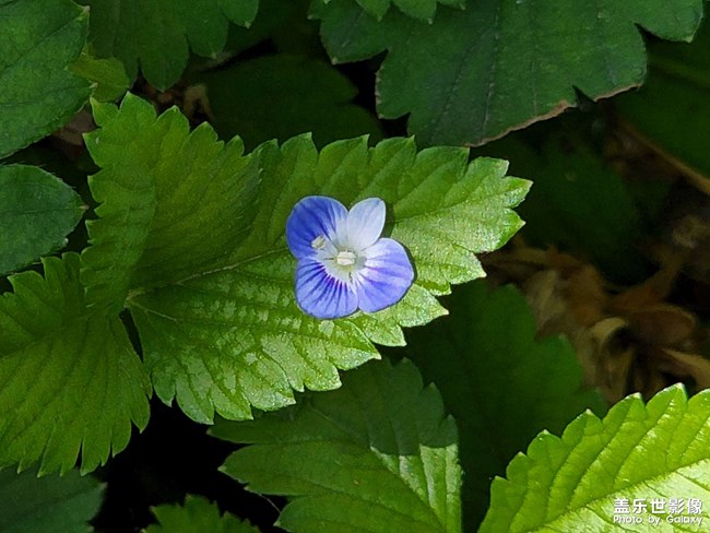 《每周星鮮事》 第116期:三星Galaxy折疊屏系列 新品發(fā)布會(huì)