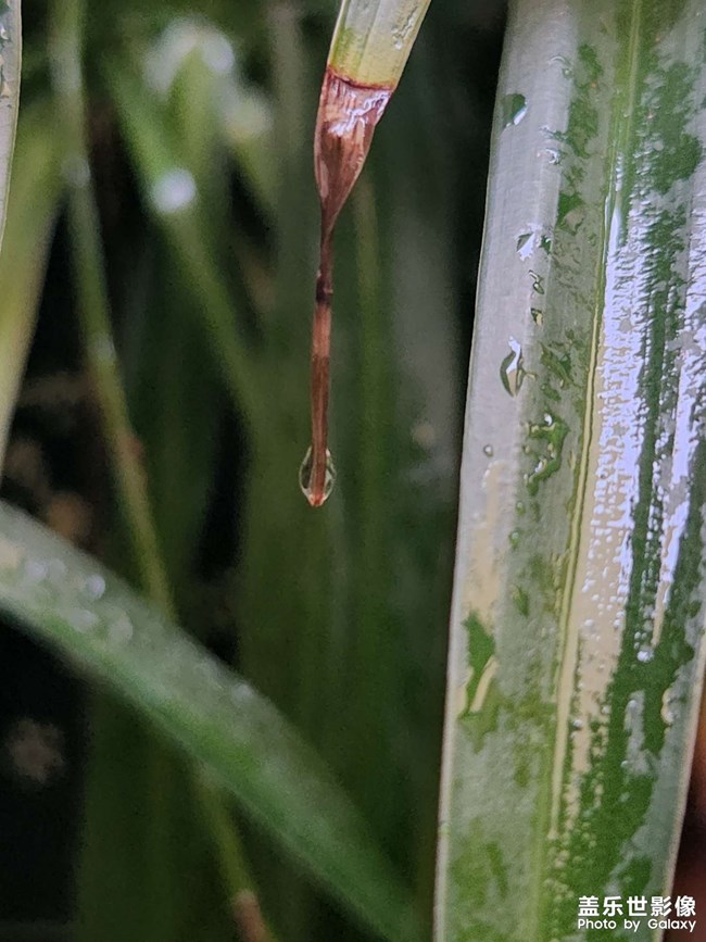 《每周星鮮事》 第116期:三星Galaxy折疊屏系列 新品發(fā)布會(huì)