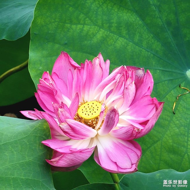 《每周星鮮事》 第116期:三星Galaxy折疊屏系列 新品發(fā)布會(huì)