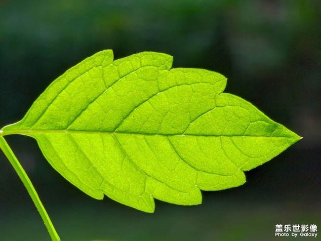 《每周星鮮事》 第116期:三星Galaxy折疊屏系列 新品發(fā)布會(huì)