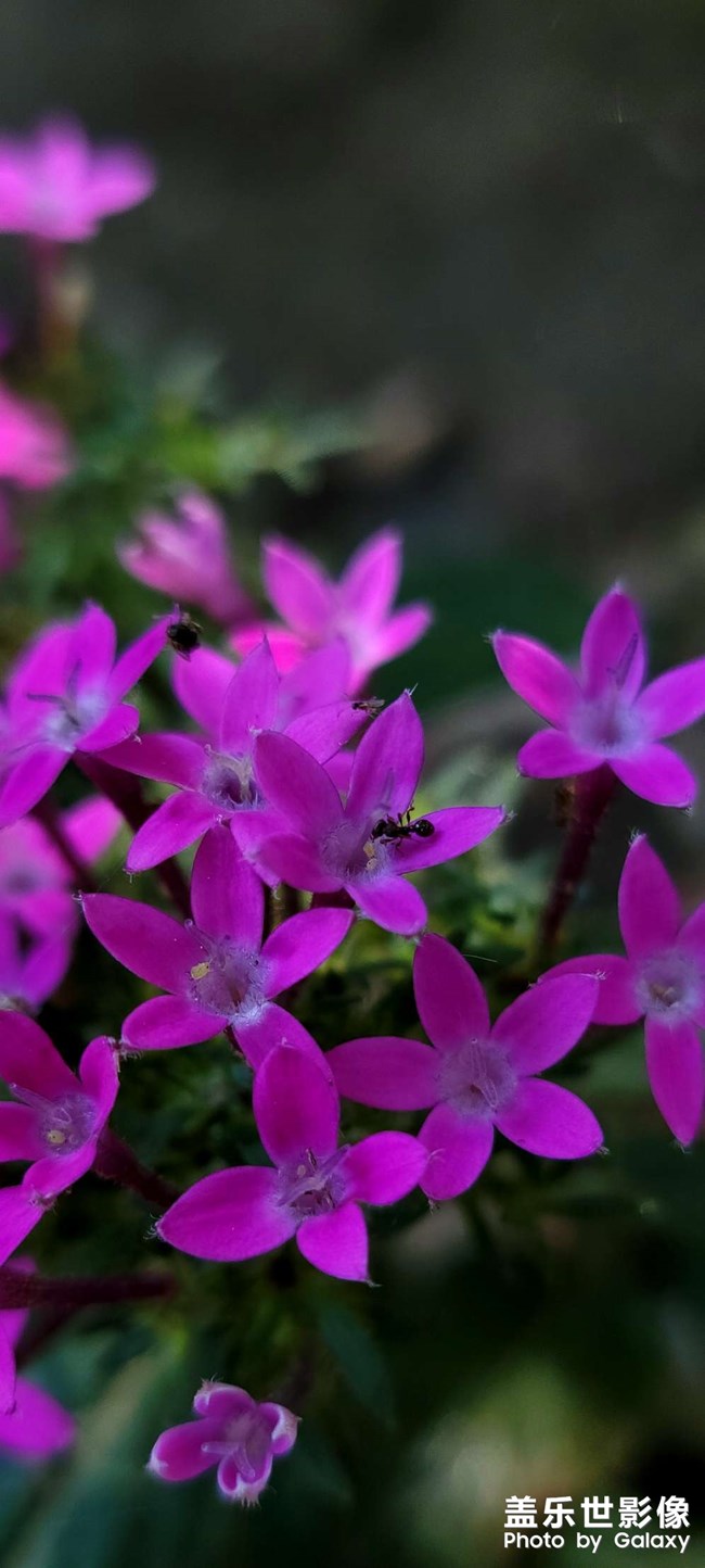 《每周星鮮事》 第116期:三星Galaxy折疊屏系列 新品發(fā)布會(huì)