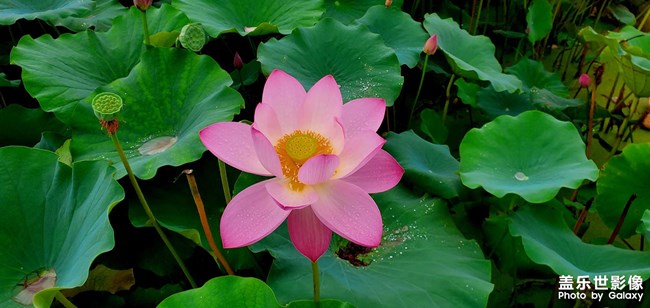 《每周星鮮事》 第116期:三星Galaxy折疊屏系列 新品發(fā)布會(huì)