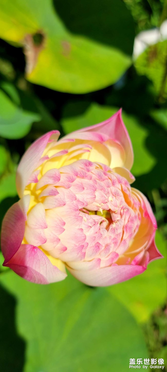 《每周星鮮事》 第116期:三星Galaxy折疊屏系列 新品發(fā)布會(huì)