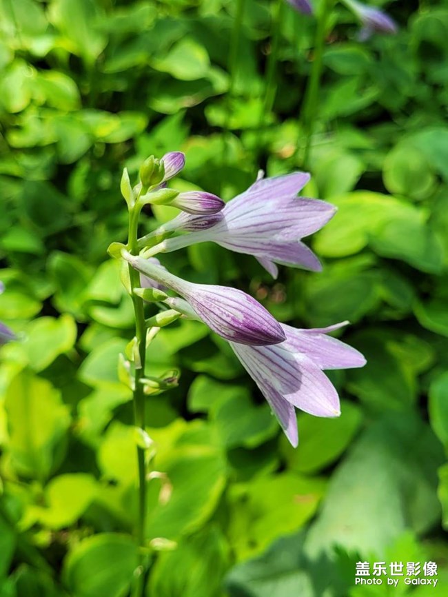 《每周星鮮事》 第116期:三星Galaxy折疊屏系列 新品發(fā)布會(huì)