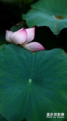 [早秋]—荷香依舊