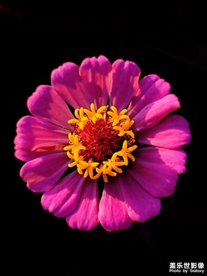 花兒攝影