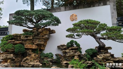 【場景小拍】盆景園