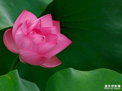 夏風(fēng)荷韻
