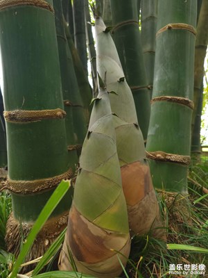 【場景小拍】+竹