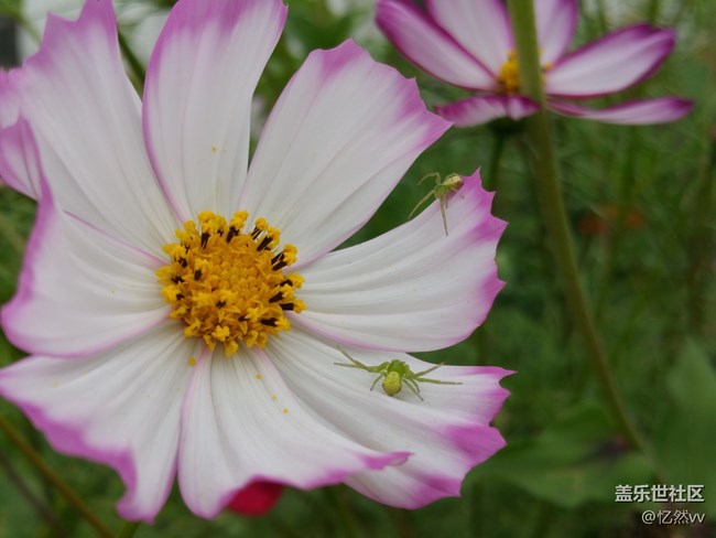 【人間煙火氣】+ 花花世界