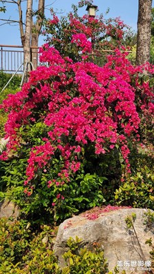 曠山花叢爭(zhēng)艷