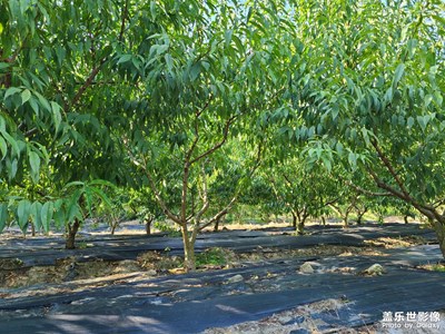 晉安區(qū)壽山鄉(xiāng)桃園