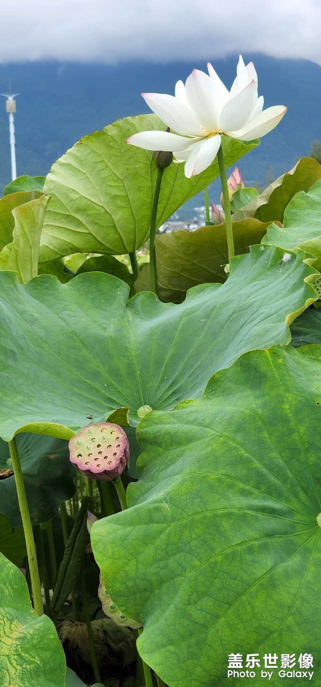 《每周星鮮事》 第117期: