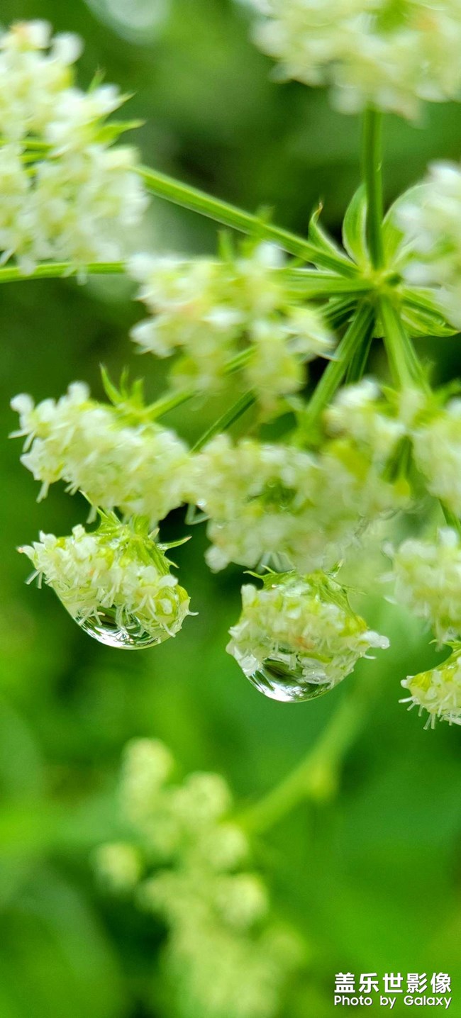 《每周星鮮事》 第117期: