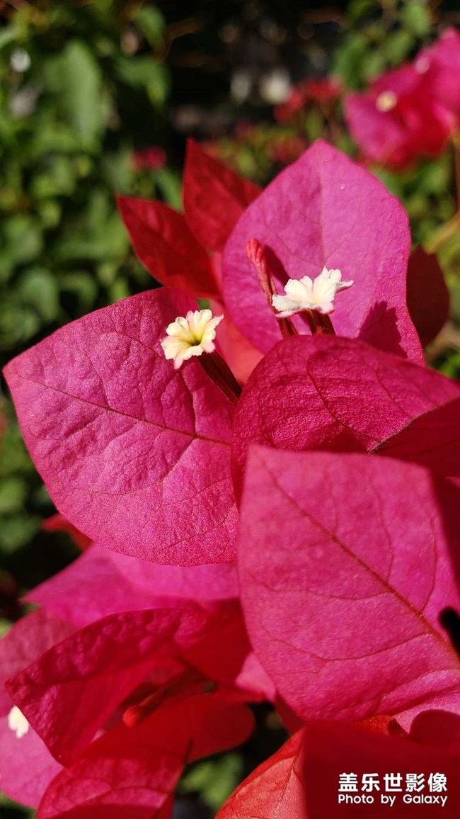 《每周星鮮事》 第117期: