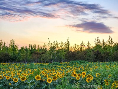 【場景小拍】+花海向晚（二）