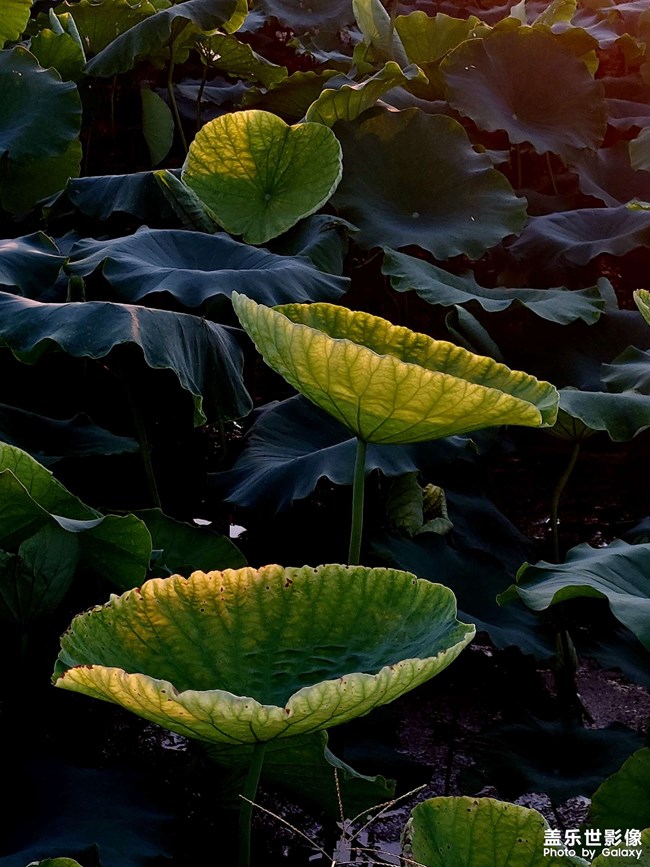 《每周星鮮事》 第117期: